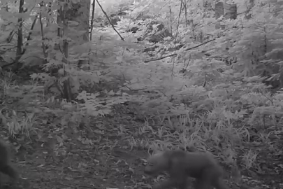 Bursa'da fotokapanlara anne bozayı ve yavruları yansıdı