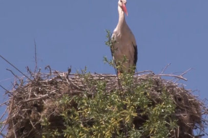Afrikadan Erzincana Göç!