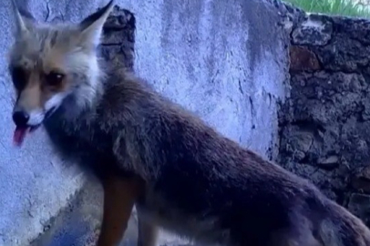 Sincap ve Tilki Fotokapana Yakalandı