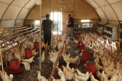 Şırnaklı çiftçi, organik yumurtada bölgeye örnek oldu