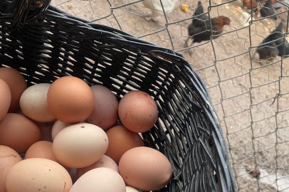 Okulların Açılması Yumurta Fiyatlarını Etkileyecek