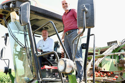 Karacabey Ovası'nda Domates Hasatı Tüm Hızıyla Devam Ediyor