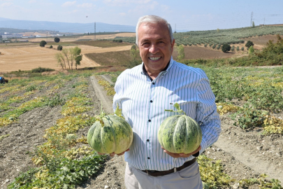 Tadı ve kokusuyla ünlü Konaklı kavununda üretim bu sene iki kat arttı