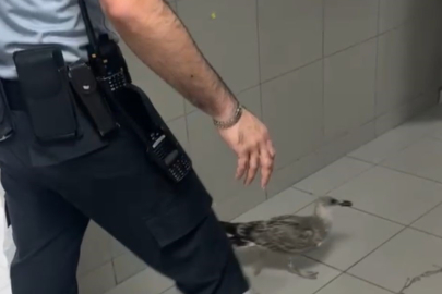 Güvenlik görevlisini terleten martı vatandaşlara renkli anlar yaşattı