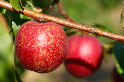 Bu Bahçede 120 Çeşit Şeftali Yetiştiriliyor