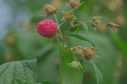 Bursa'da ahududu üretimi S.O.S veriyor