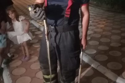 Site Bahçesinde Görülen Yılan Panik Yarattı