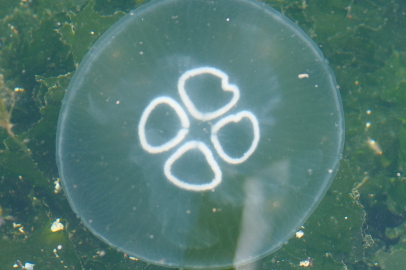 Denizanası Gemlik Körfezi'nde ciddi boyutlara ulaştı