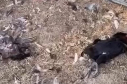 Başıboş Köpekler, 20 Tavuğu Parçaladı