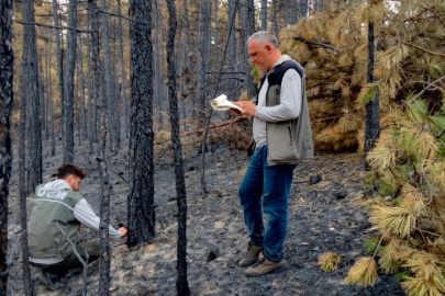 Bursa'nın yanan ormanları, küllerinden yeniden doğacak