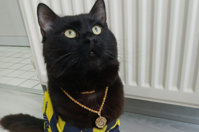 Kedi Raşo, Sahibinin Hayatını Kurtardı