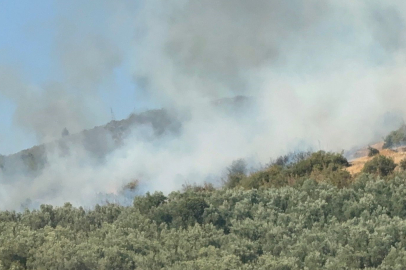 İznik'te Ormanlık Alanda Yangın