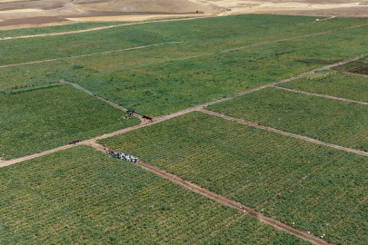 Elazığ'da 2 bin dönümde domates hasadı sürüyor