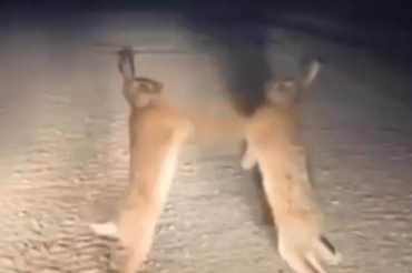 Yaban Tavşanlarının Şaşırtan Kavgası Cep Telefonuyla Kaydedildi