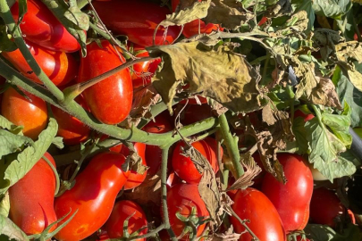 Fiyatlar geçen yıla göre artsa da, salçalık domates üreticisi kazanamamaktan şikayetçi