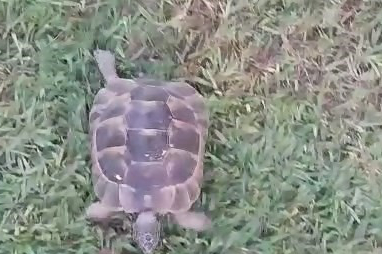 Bahçıvan ve Kaplumbağa Rıfkı'nın Dostluğu