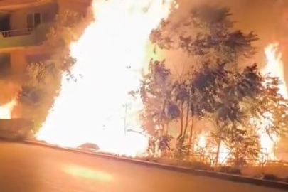 Alev alan ağaçlar, villaları tehdit edince vatandaşlar ne yapacağını şaşırdı