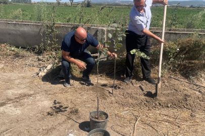 "Ağaççı hoca" lakaplı sınıf öğretmeninden örnek davranış