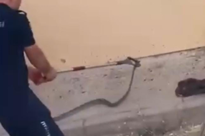 1,5 Metre Uzunluğunda Yılan Paniğe Neden Oldu