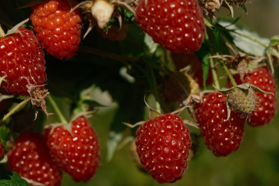 Bursa'nın dağ yöresi çiftçileri frambuaz üretimini sevdi