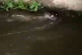 Sulama kanalında görülen su samurları vatandaşların ilgisini çekti