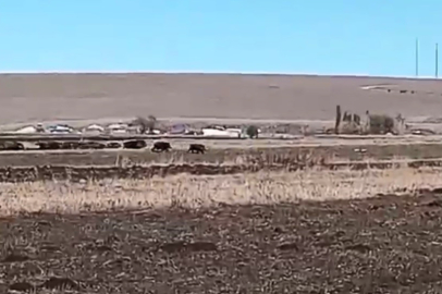 Köye inen domuz sürüsü cep telefonuyla kaydedildi