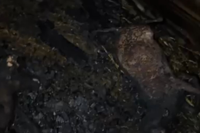 Ahır Alevlere Teslim Oldu: 7 Küçükbaş Hayvan Telef Oldu