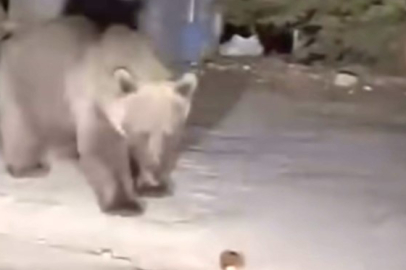 Uludağ'da Gezinti Yapan Vatandaşların Karşısına Koca Bir Ayı Çıktı