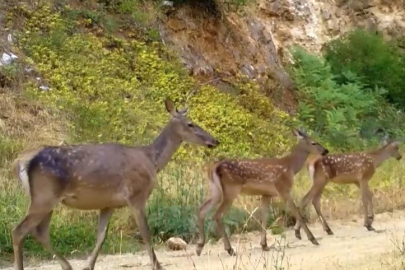 Uludağ'da fotokapana takılan kızıl geyik ailesinin doğa gezisi böyle kaydedildi
