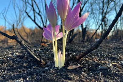Yangın Sonrası Ormanda Açan Güz Çiğdemi Çiçeği Görenleri Hayrete Düşürdü