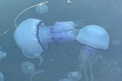 Marmara balıkçısı denizanası ve müsilajla mücadele ediyor