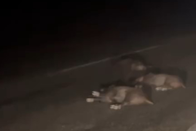 Telef olan domuzları yoldan geçen vatandaş görüntüledi
