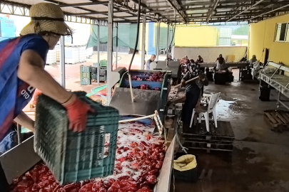 Bu yıl mahallede bin 500 ton biber salçası Hollanda'ya 500 ton domates salçası da iç pazara satılacak