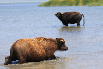 Türkiye'de manda sayısı 2020 yılına göre yüzde 16'lık düşüşle 158 bin başa indi