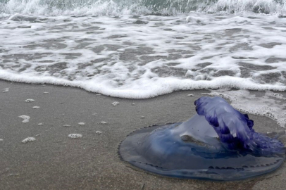 Bursa'da devasa mavi denizanaları Mudanya sahiline vurmaya başladı