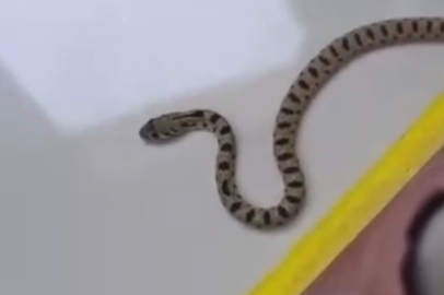 Apartmanın 8'inci Katında Görülen Yılan Paniğe Neden Oldu