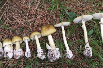 Mantar Yerken Dikkat!