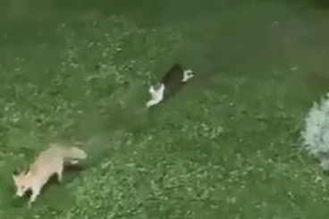 Tilki ile Kedinin Keyifli Oyunu Görenleri Hayretler İçerisinde Bıraktı