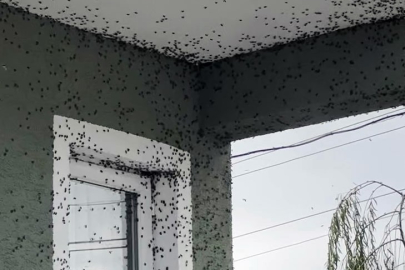 Sakarya’da kokarca kabusu geri döndü