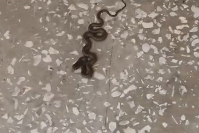 Okulda ortaya çıkan yılan, öğrenciler arasında kısa süreli paniğe sebep oldu