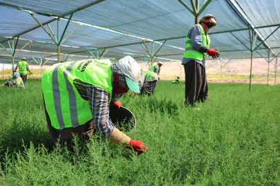 Kadınlar, bebek gibi büyüttükleri fidanları yanan sahalara gönderiyor
