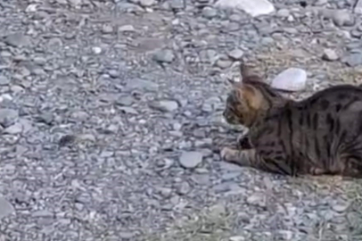 Kedi, Bahçede Karşılaştığı Fareyle Dakikalarca Oynadı