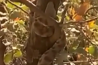 Mardin'de Engerek Yılanı Kameralara Yansıdı