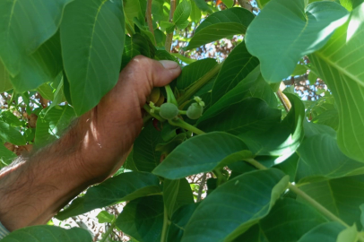 İlkbaharda meyve vermesiyle bilinen ceviz ağacı, sonbaharda meyve verdi