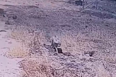 Nesli tükenme tehlikesi altında bulunan çizgili sırtlan güvenlik kameralarına yansıdı