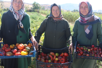 Ata tohumuyla sarıdan siyaha kadar üretilen domates ve biberler, bahçede renk cümbüşü oluşturuyor