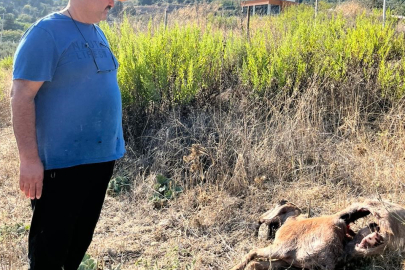 Evinin bahçesinde üç keçisi telef olan adam: "Tel örgünün altını kazarak bahçeye girmişler"