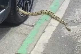 Park halindeki otomobilin jantında 1 metre uzunluğunda yılan çıktı