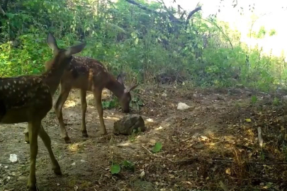 Kızıl Geyik Yavruları Kamerada