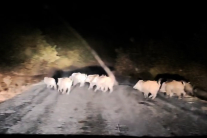 Tatvan'da domuz sürüsü görüntülendi